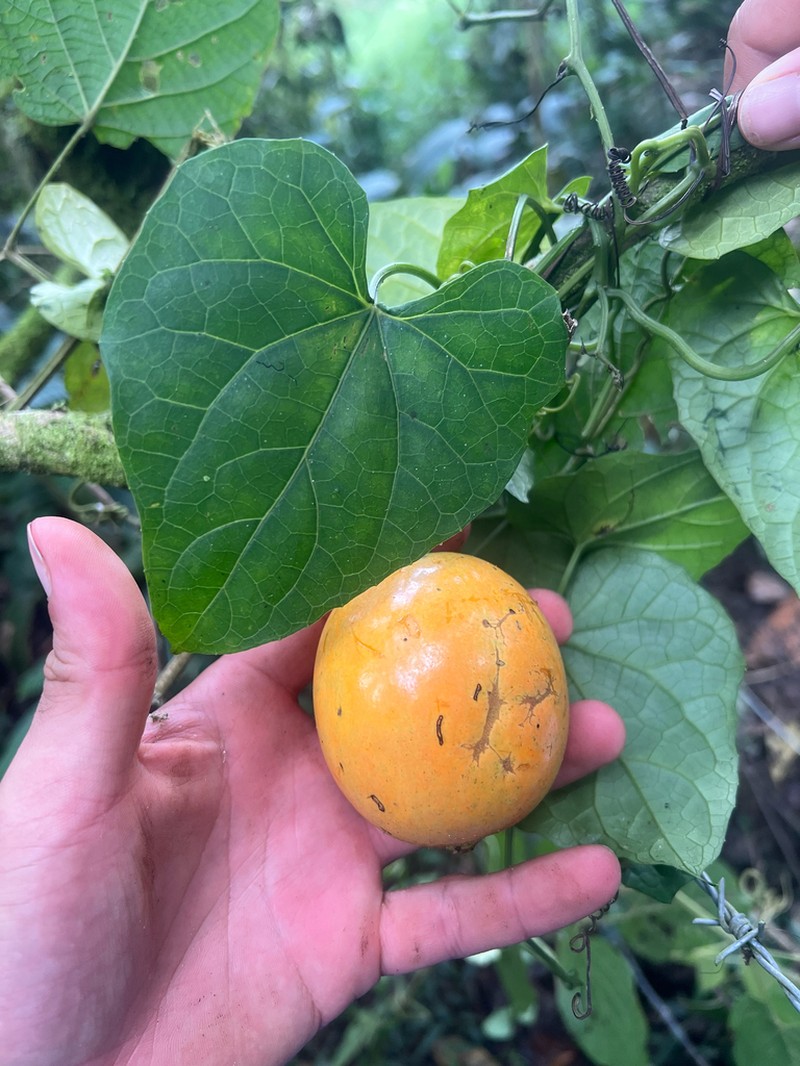 Melothria dulcis photo 7