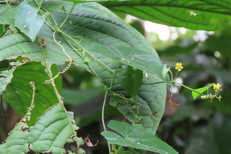Melothria dulcis photo 8
