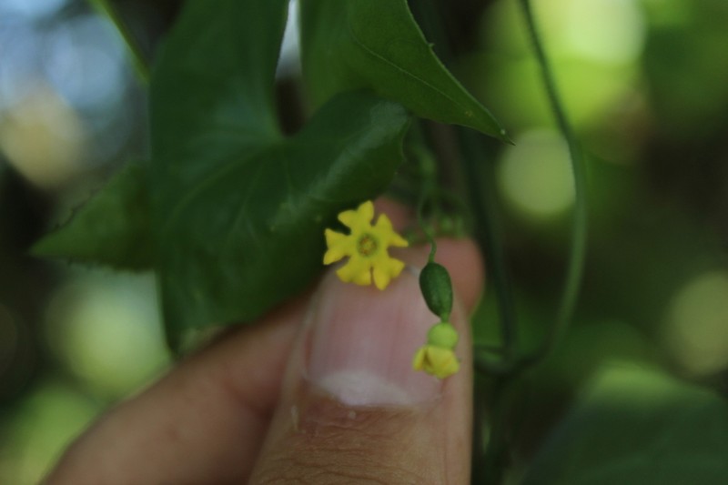 Melothria longituba photo 2