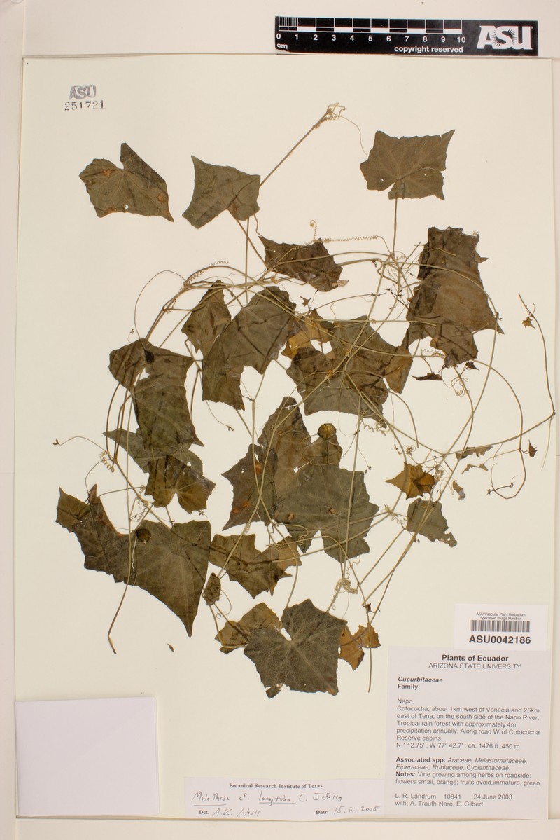 Melothria longituba photo 3