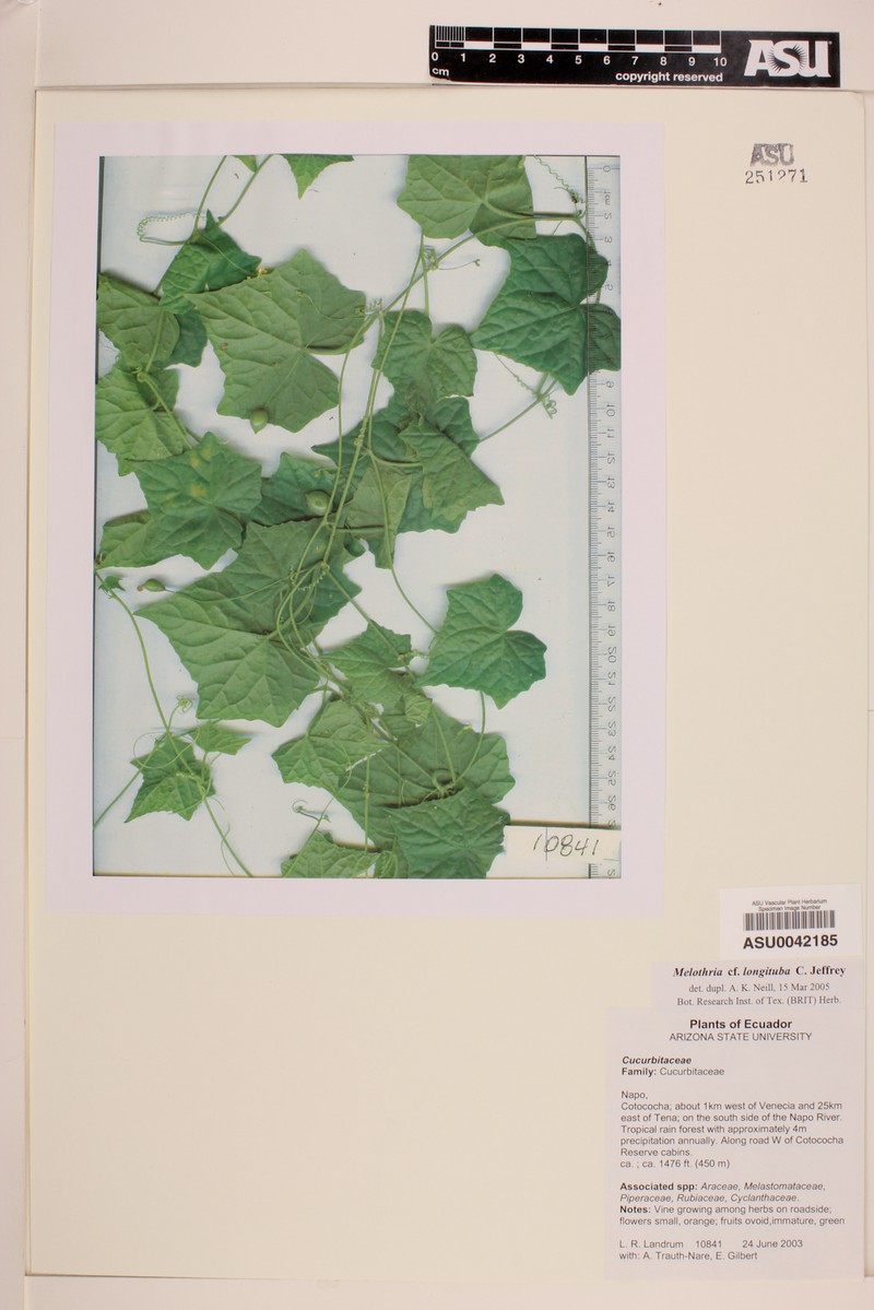 Melothria longituba photo 4