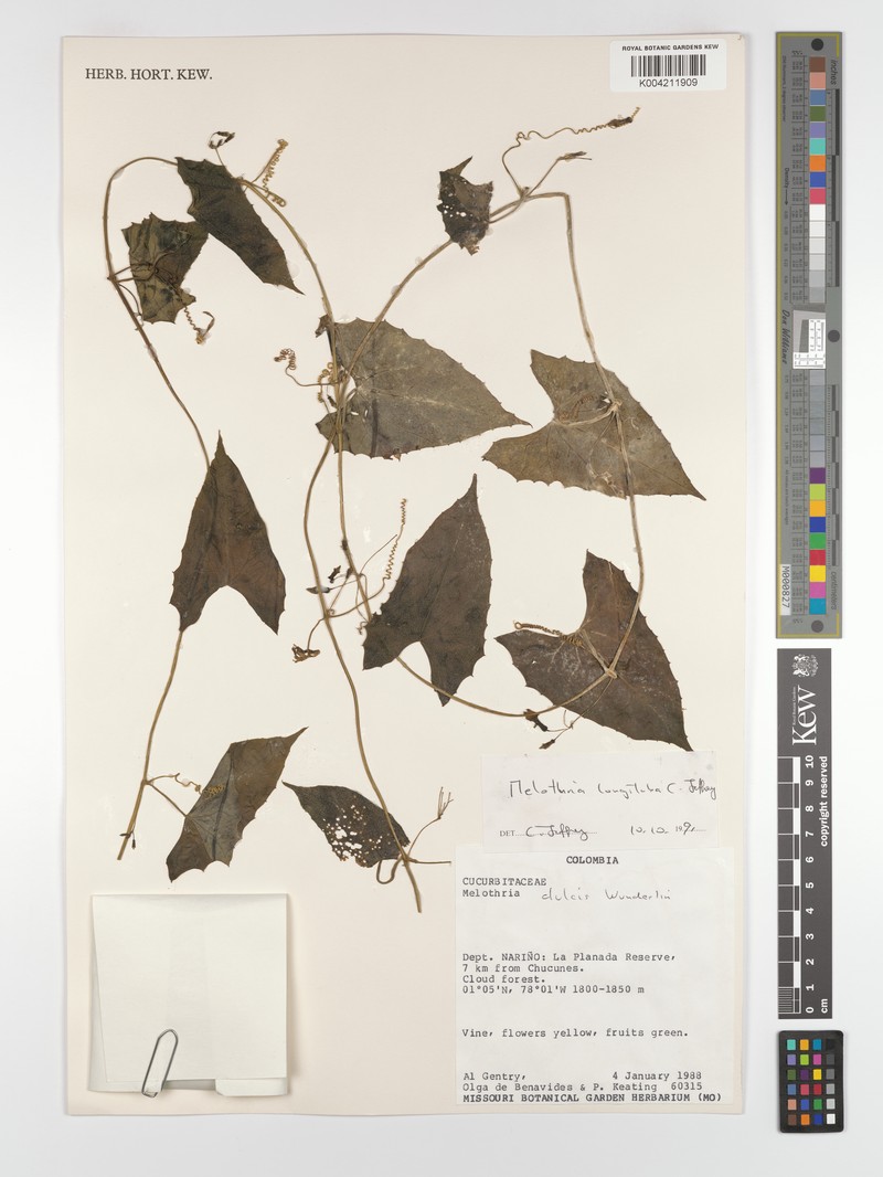 Melothria longituba photo 5