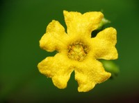 Guadeloupe Cucumber