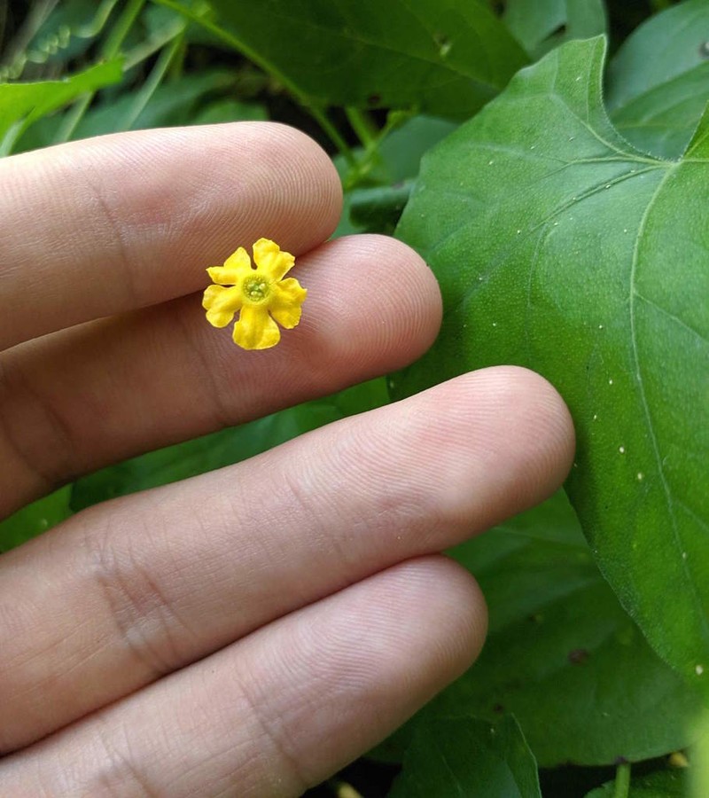 Guadeloupe Cucumber photo 2