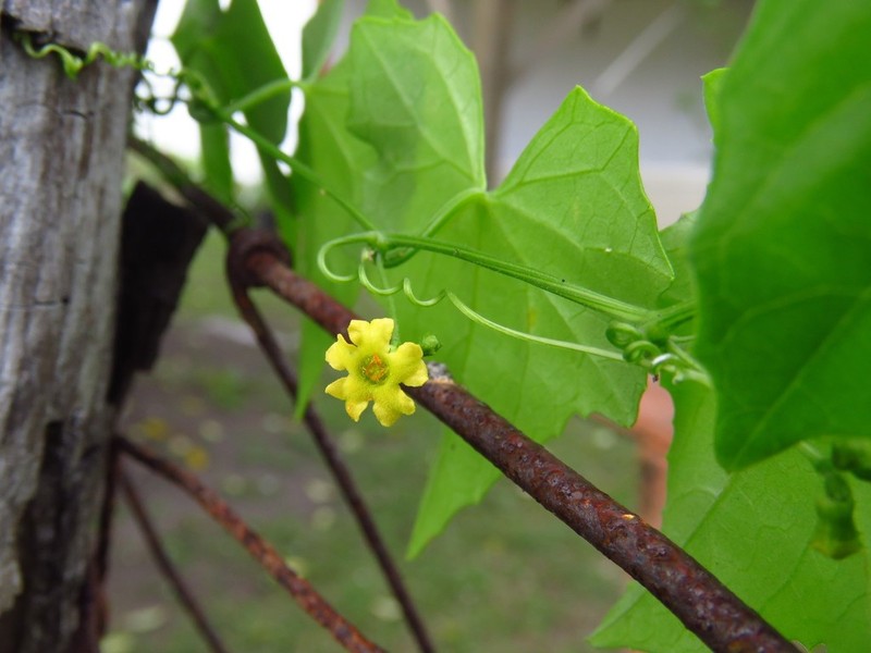 Guadeloupe Cucumber photo 3