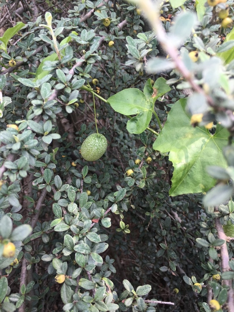 Guadeloupe Cucumber photo 5