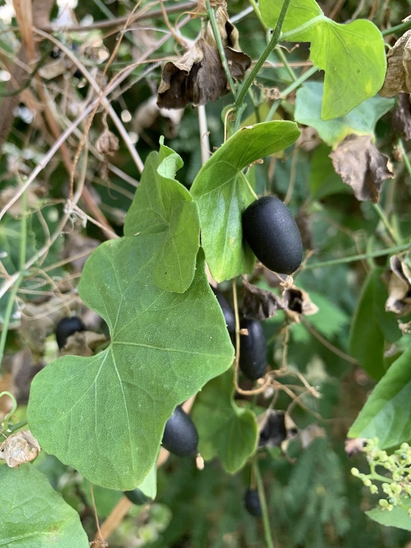 Guadeloupe Cucumber photo 6