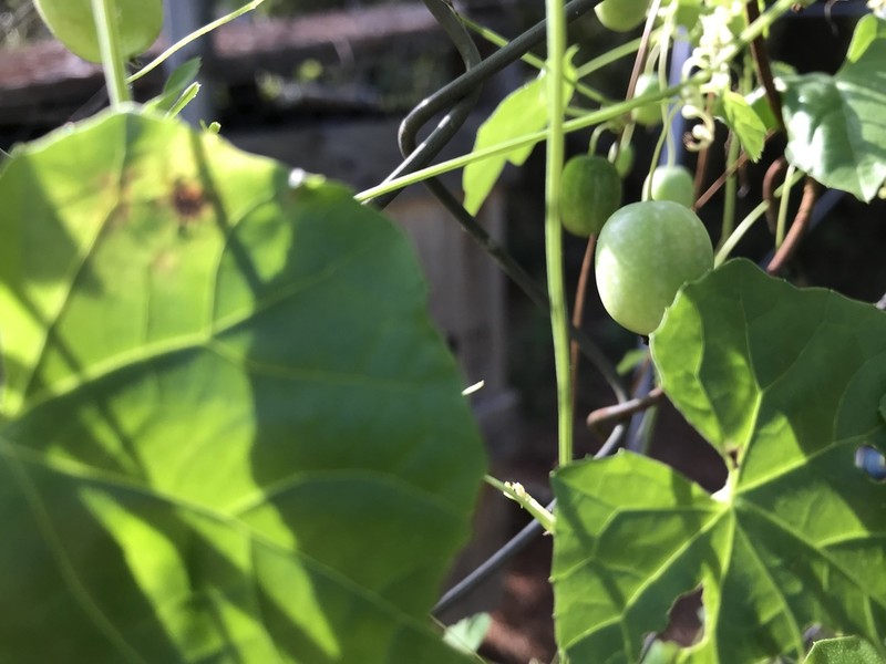 Guadeloupe Cucumber photo 7