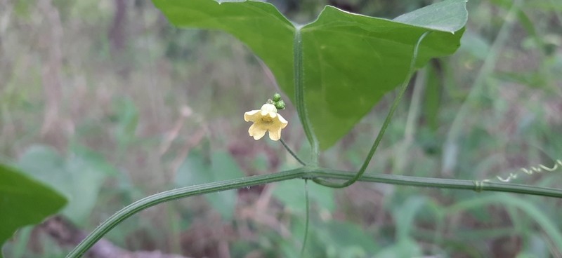 Melothria pringlei