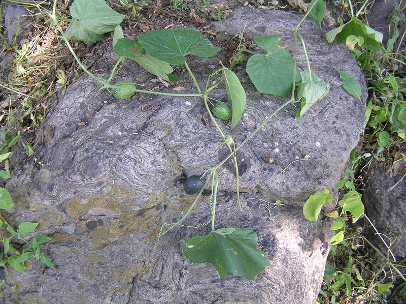 Melothria pringlei photo 3