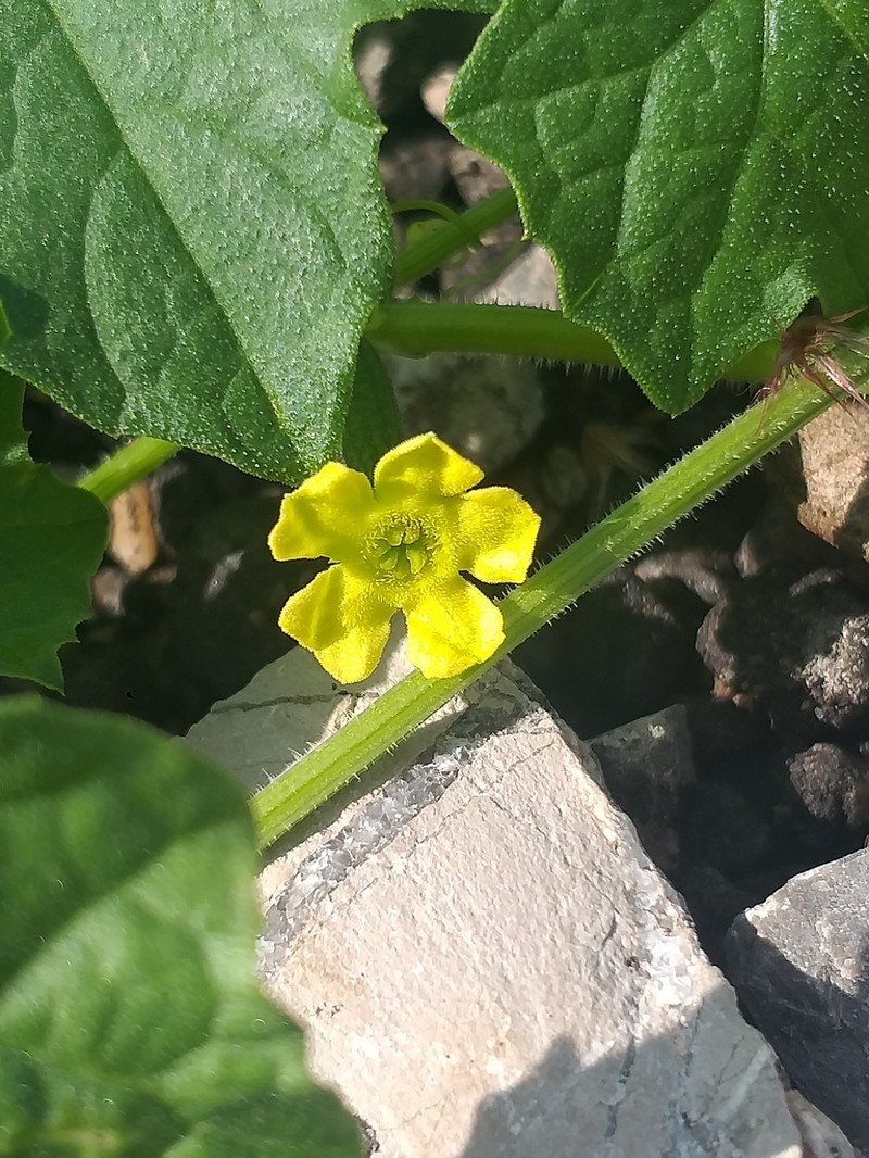 Melothria pringlei photo 6