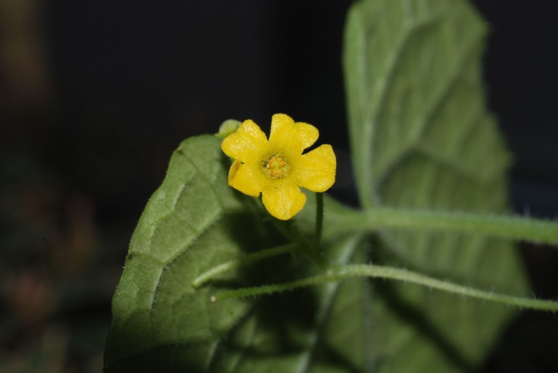 Melothria scabra photo 2
