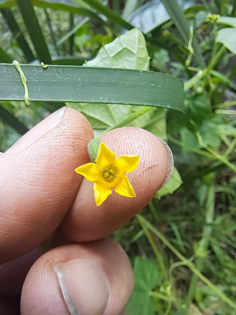 Melothria scabra photo 3