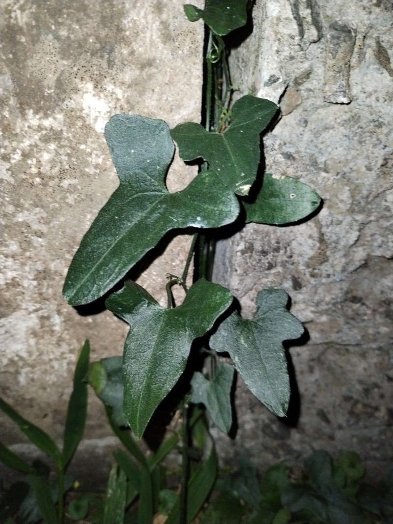 Melothria scabra photo 4