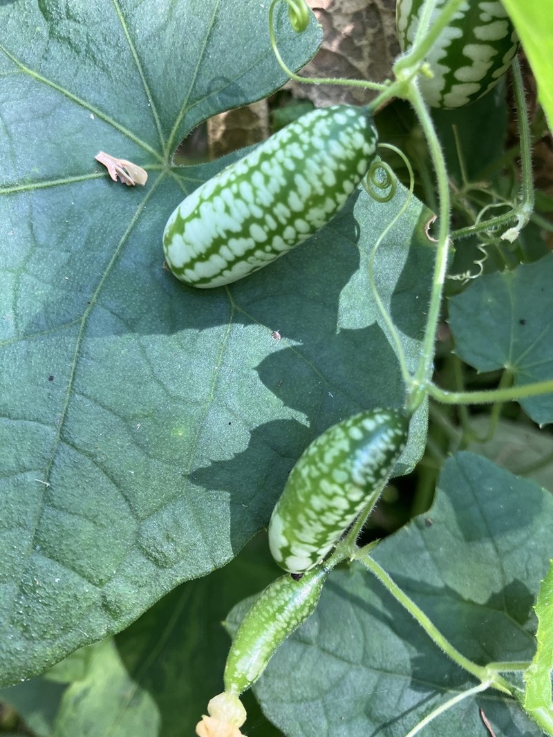 Melothria scabra photo 5