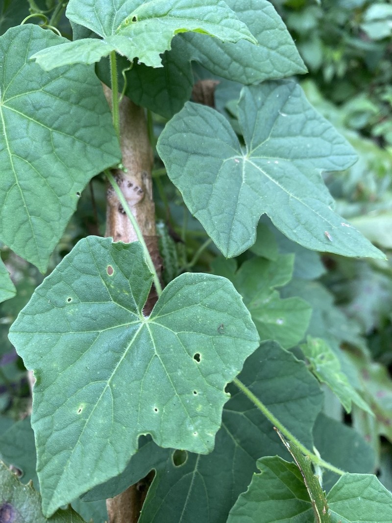 Melothria scabra photo 6
