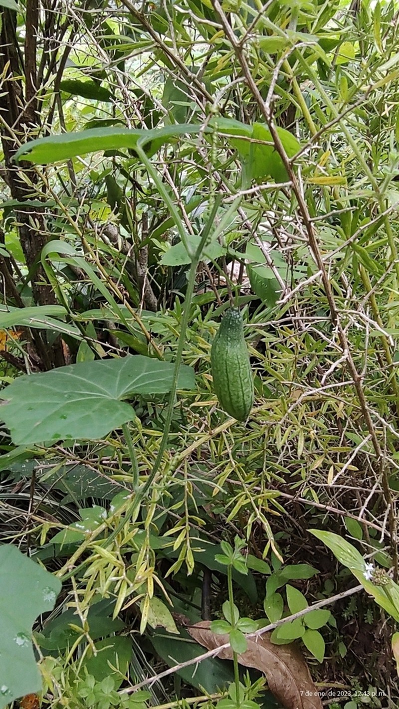 Melothria scabra photo 7
