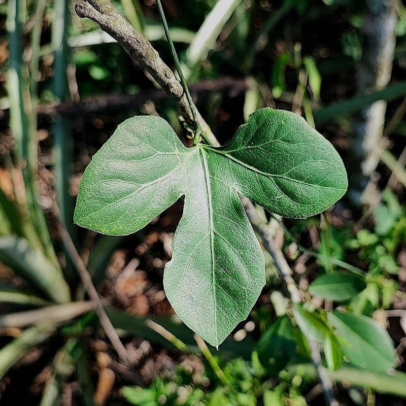 Melothria trilobata photo 2