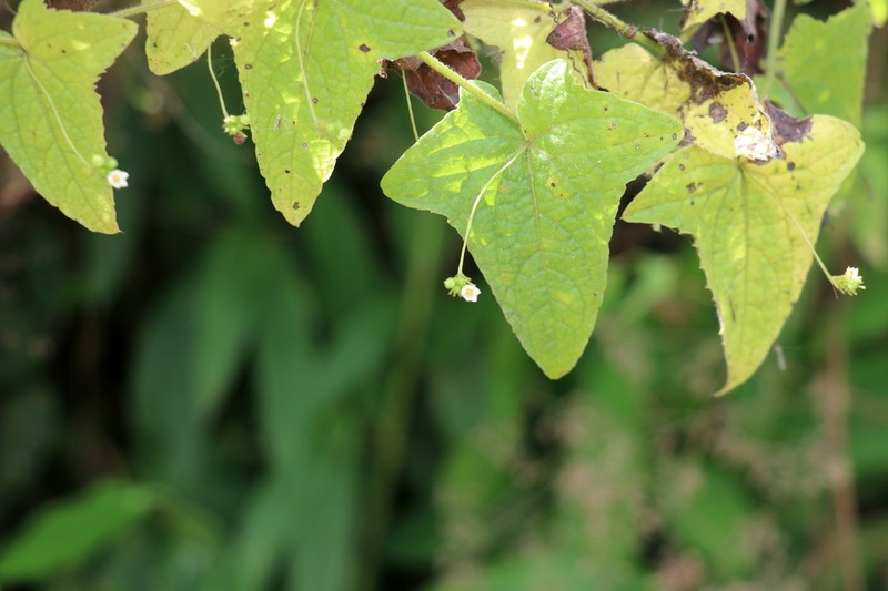 Melothria warmingii