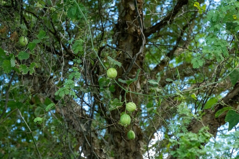 Melothria warmingii photo 2