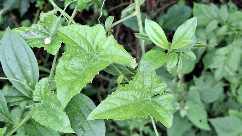 Melothria warmingii photo 3