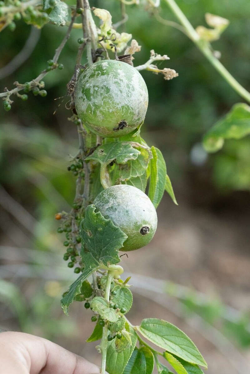 Melothria warmingii photo 4