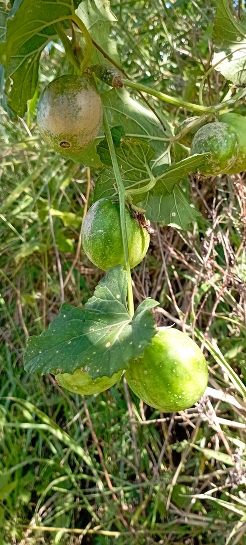 Melothria warmingii photo 5