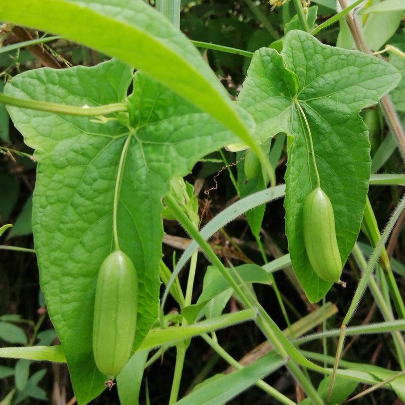 Melothria warmingii photo 6