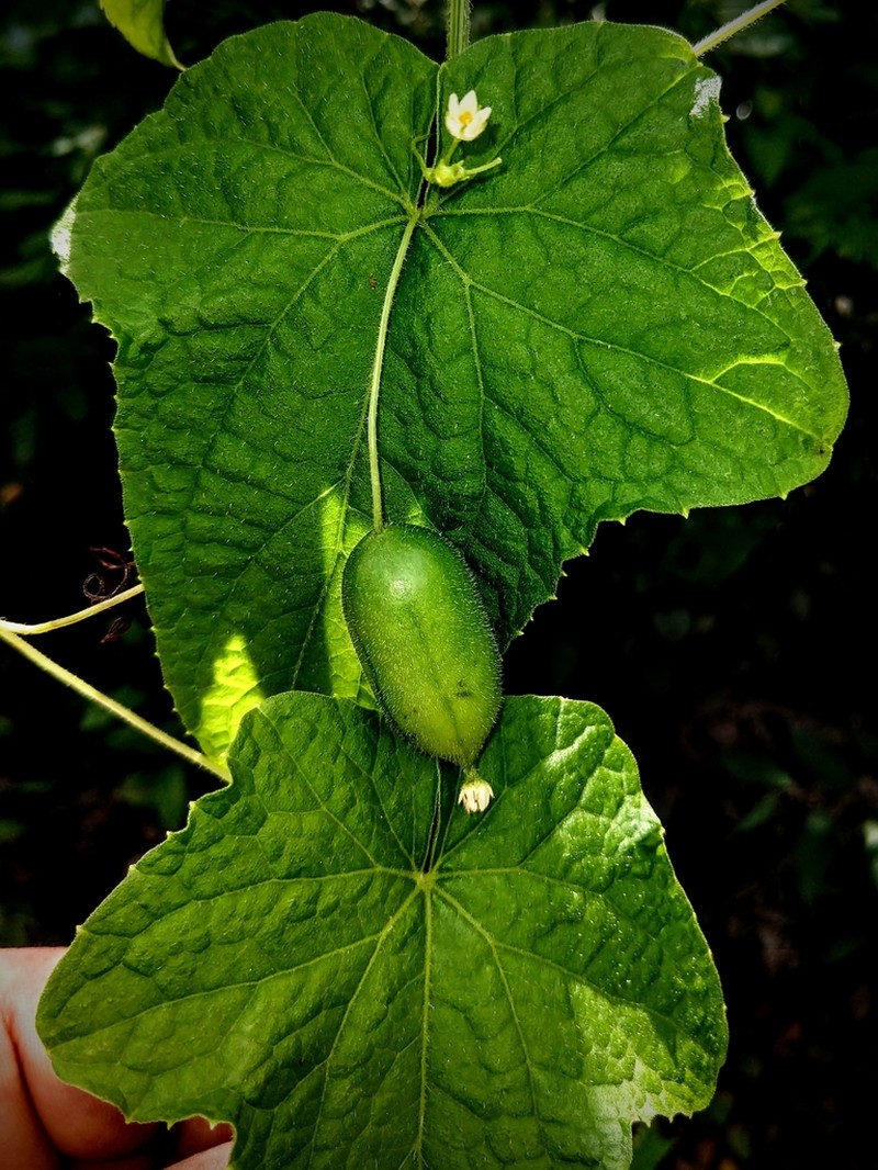 Melothria warmingii photo 7
