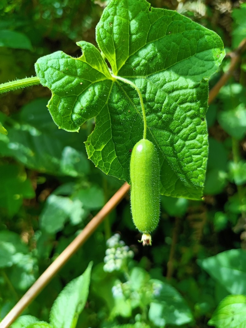 Melothria warmingii photo 8