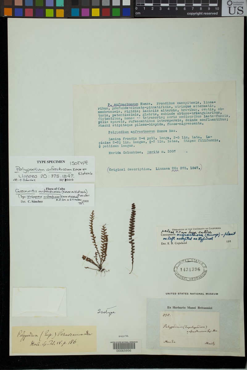 Zigzag Dwarf Polypody