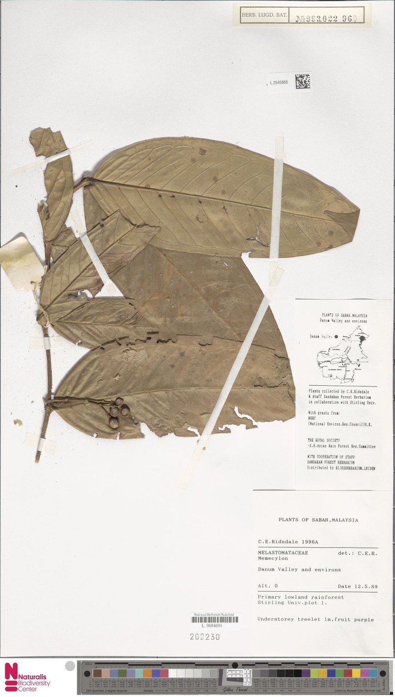Memecylon beccarianum
