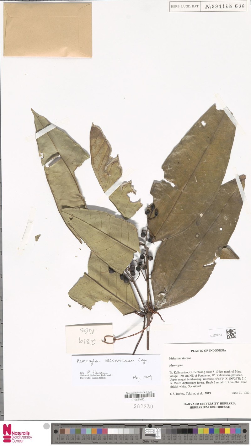 Memecylon beccarianum photo 2
