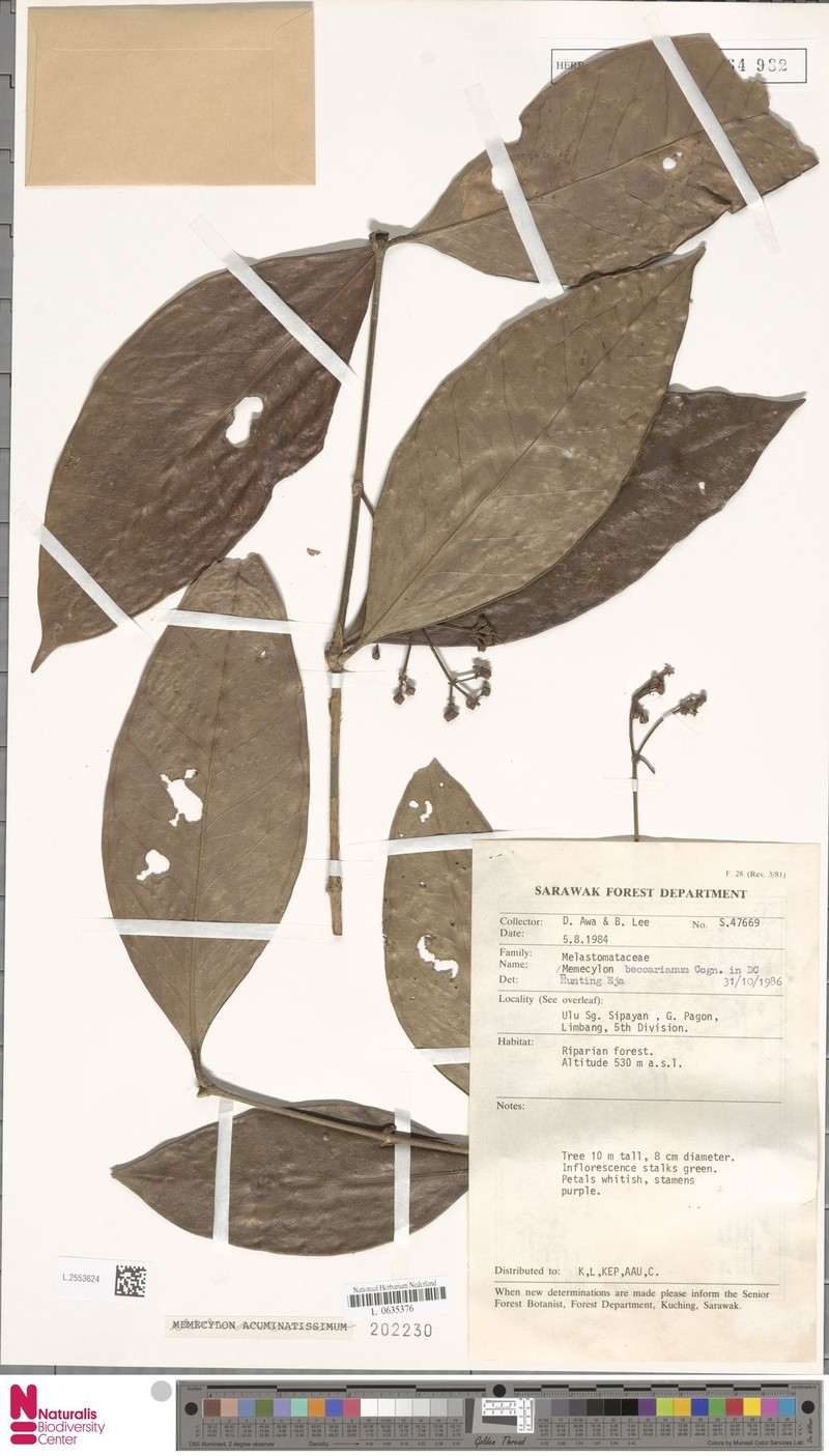 Memecylon beccarianum photo 4