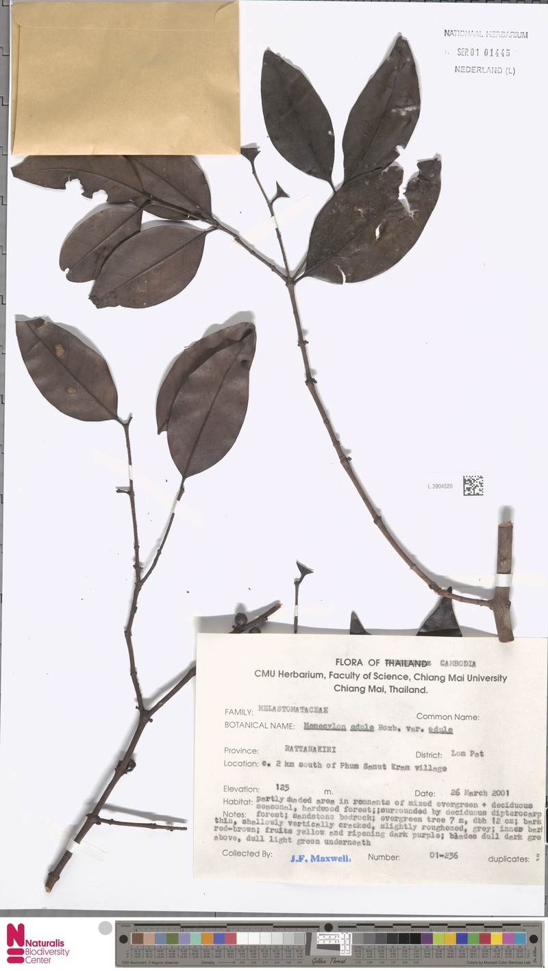 Memecylon edule var. edule