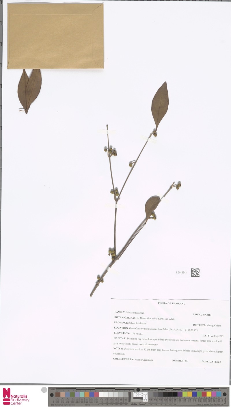 Memecylon edule var. edule photo 3