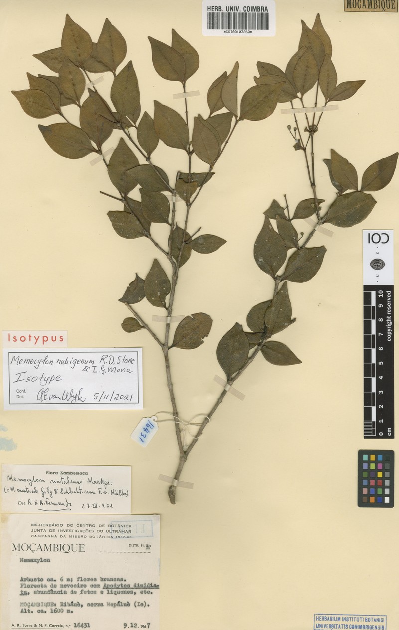 Memecylon nubigenum