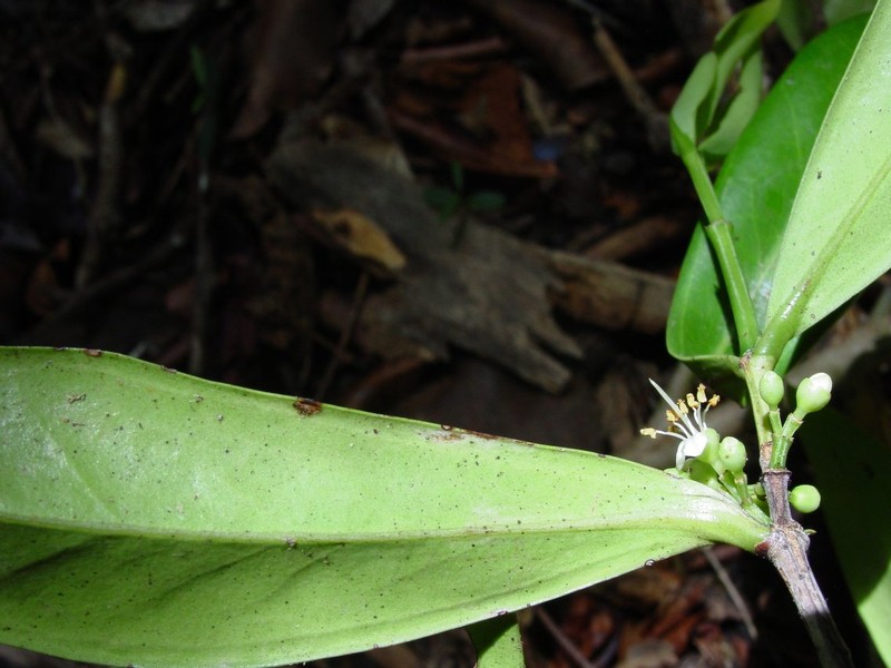 Memecylon oblanceolatum
