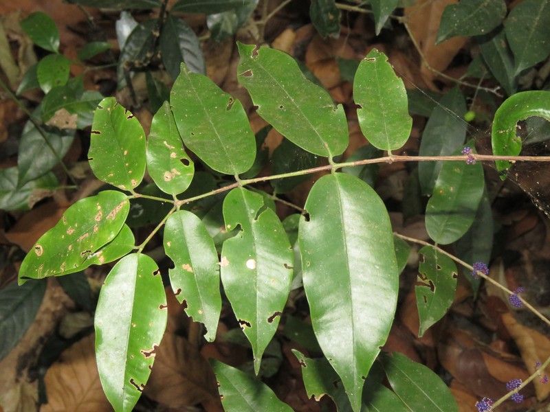 Memecylon sahyadricum