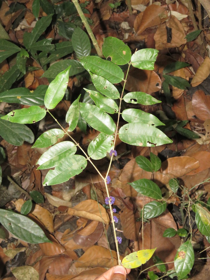 Memecylon sahyadricum photo 2