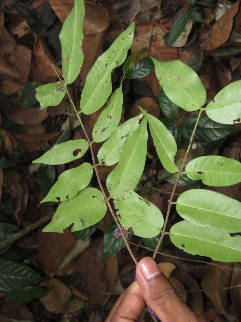 Memecylon sahyadricum photo 3