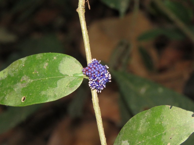 Memecylon sahyadricum photo 4