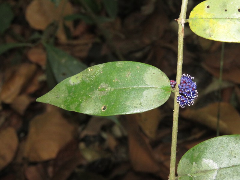 Memecylon sahyadricum photo 5
