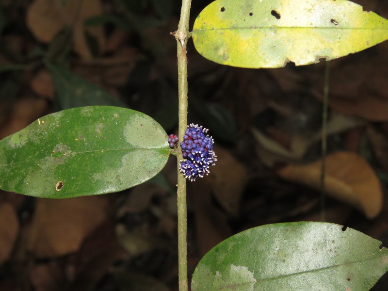 Memecylon sahyadricum photo 6