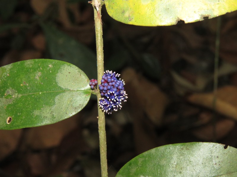 Memecylon sahyadricum photo 7