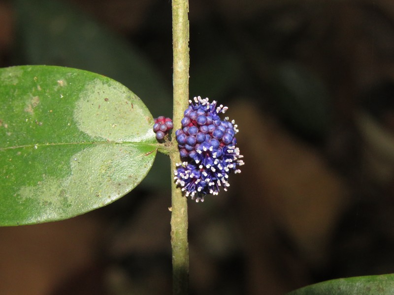 Memecylon sahyadricum photo 8