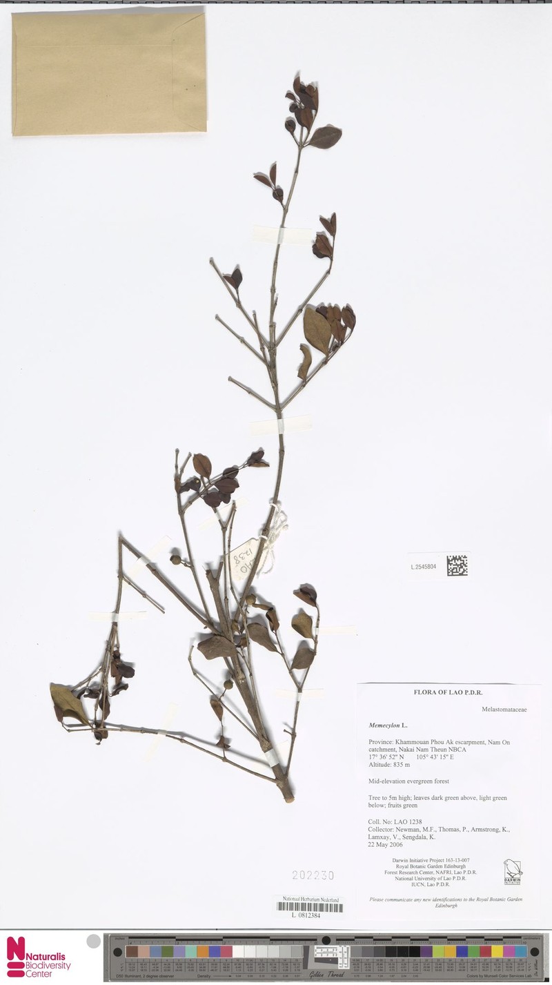 Memecylon scutellatum var. scutellatum
