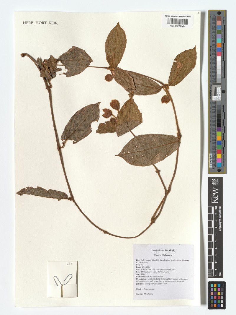 Mendoncia decaryi