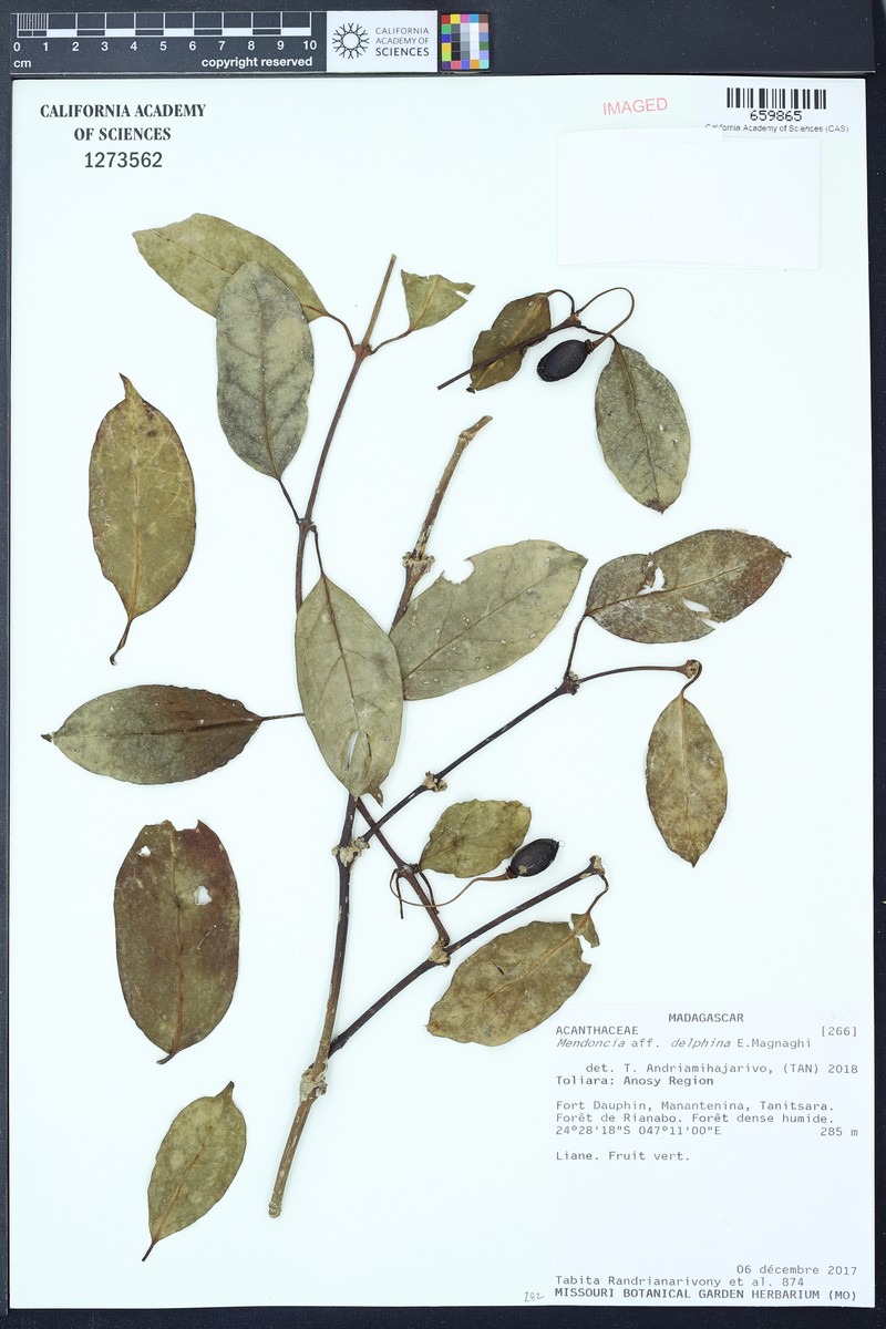 Mendoncia delphina