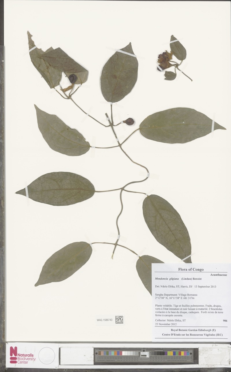 Mendoncia gilgiana subsp. gilgiana